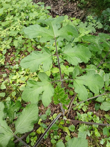 hogweed