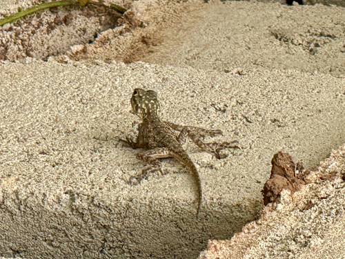 Peters's Rock Agama