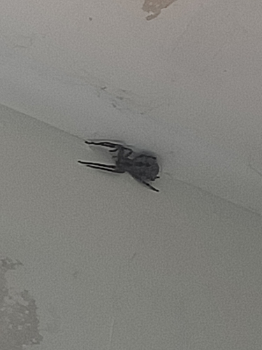 Mediterranean Spiny False Wolf Spider