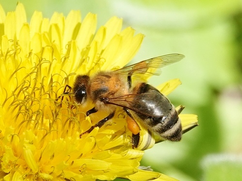 Western Honey Bee