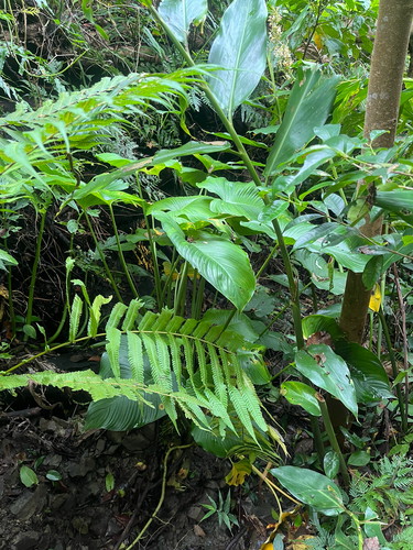 Homalomena philippinensis, photograph 5