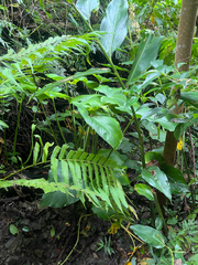Homalomena philippinensis, photograph author not stated, no rights reserved