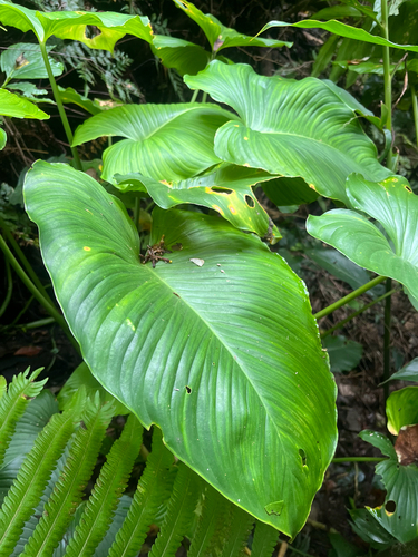 Homalomena philippinensis, photograph 2