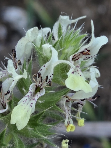 Stachys ocymastrum, photograph 2