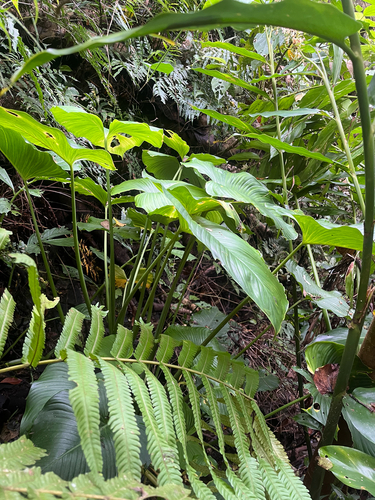 Homalomena philippinensis, photograph 4