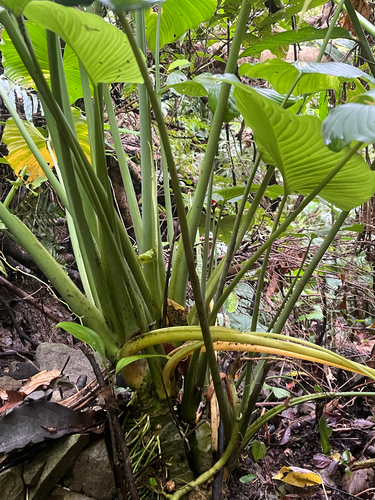 Homalomena philippinensis, photograph 3