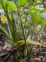 Homalomena philippinensis, photograph author not stated, no rights reserved