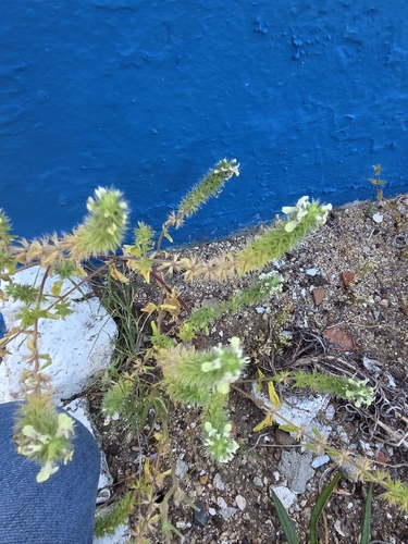 Stachys ocymastrum, photograph 3