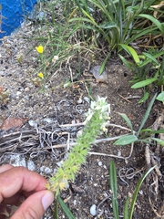 Stachys ocymastrum, photograph (c) David Pereira, some rights reserved (CC BY)