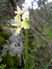 Orchis pauciflora