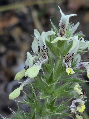 Stachys ocymastrum, photograph 5