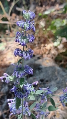 Nepeta curviflora