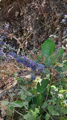 Nepeta curviflora, photograph 2