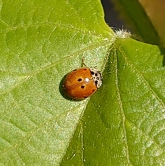Adalia decempunctata