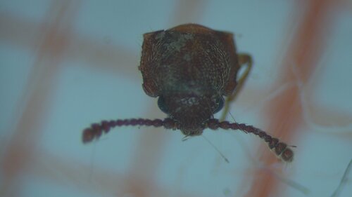 Cryptophagus labilis