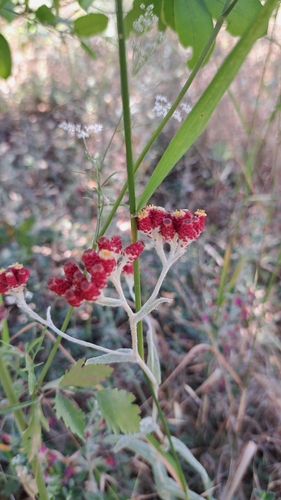 Helichrysum sanguineum, photograph 1