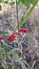 Helichrysum sanguineum, photograph (c) Nachman bones, some rights reserved (CC BY)