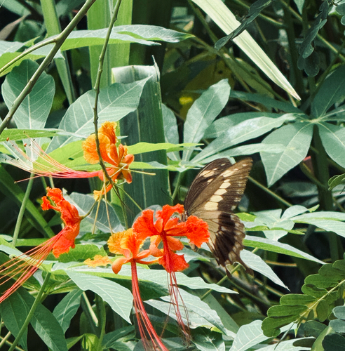 Apple-green Swallowtail