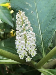 Phytolacca japonica
