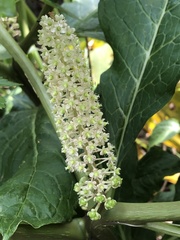 Phytolacca japonica
