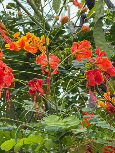 peacock flower