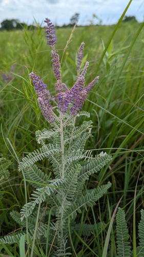 leadplant