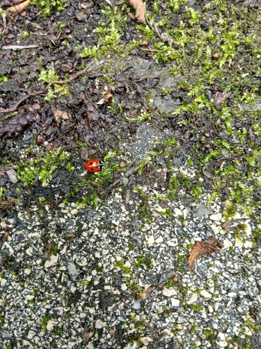 Seven-spotted Lady Beetle