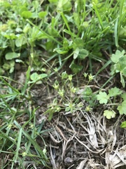 Androsace occidentalis