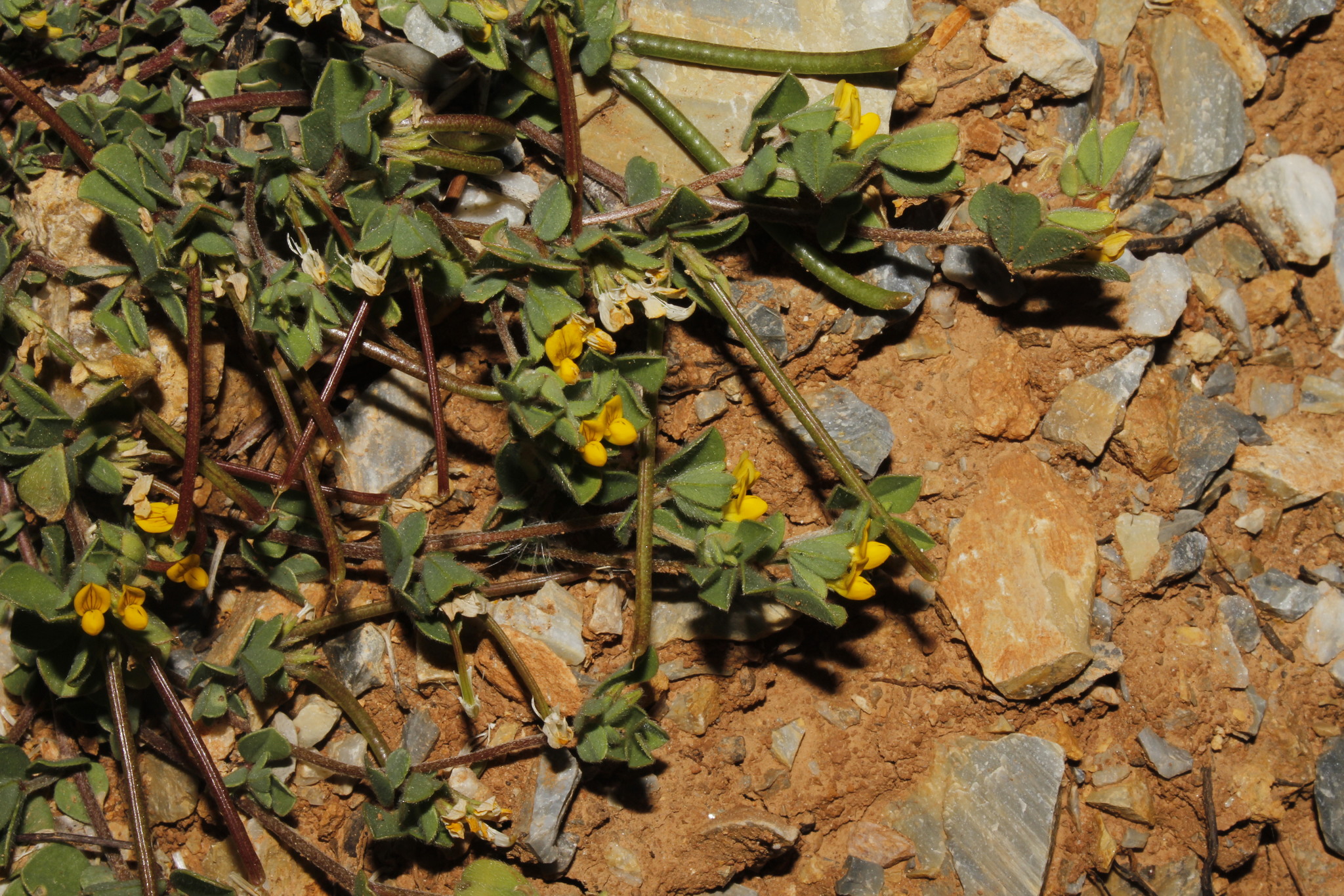 Lotus peregrinus