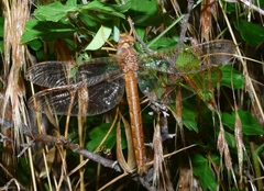 Neurocordulia xanthosoma