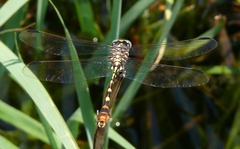 Phyllogomphoides stigmatus