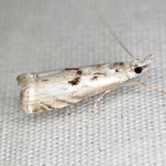Microcrambus kimballi