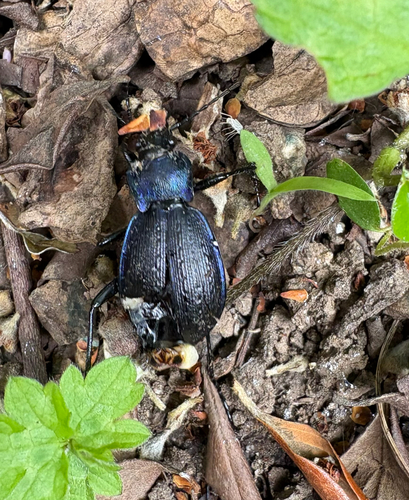 Rough Violet Ground Beetle