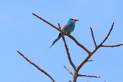 iNaturalist image