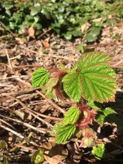 Rubus tricolor