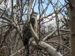 Accipiter cooperii