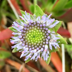 Globularia cordifolia
