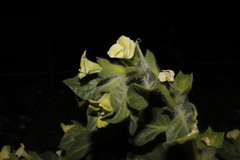Hyoscyamus albus