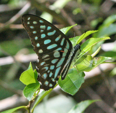 Graphium arycles