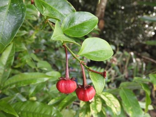 Breynia macrantha observed 2026-06-07