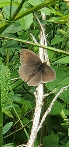 Meadow Brown