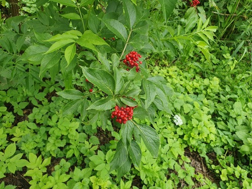 red-berried elder