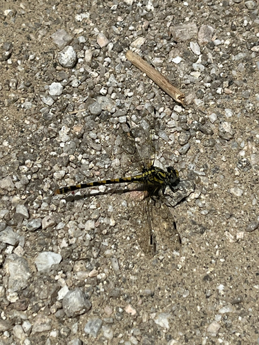 Large Pincertail