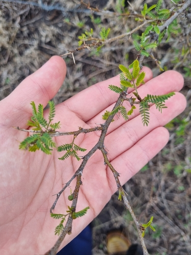 Sweet acacia