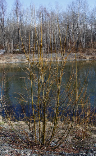Sakhalin Willow