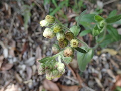 Eschenbachia japonica