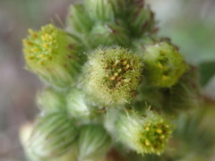 Eschenbachia japonica