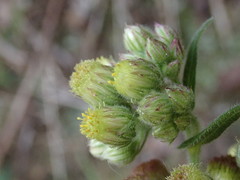 Eschenbachia japonica