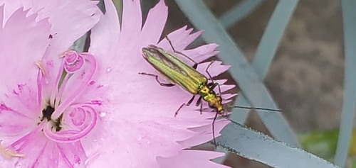 Thick-legged Flower Beetle