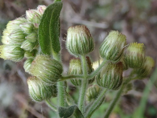 Image of Eschenbachia japonica by (c) 黃美滿, some rights reserved (CC BY)
